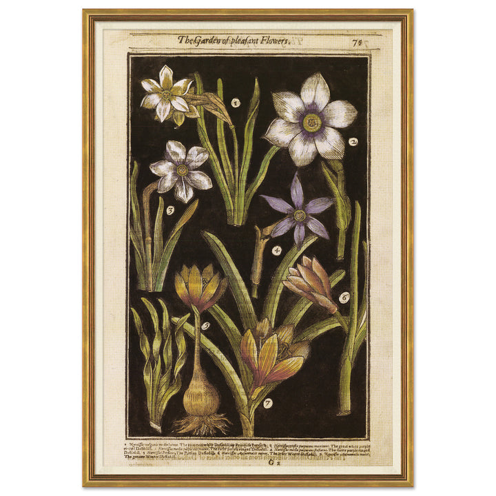 Botanicals 1 by Soicher Marin