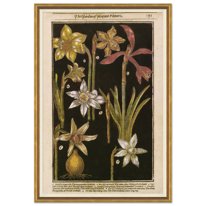 Botanicals 2 by Soicher Marin