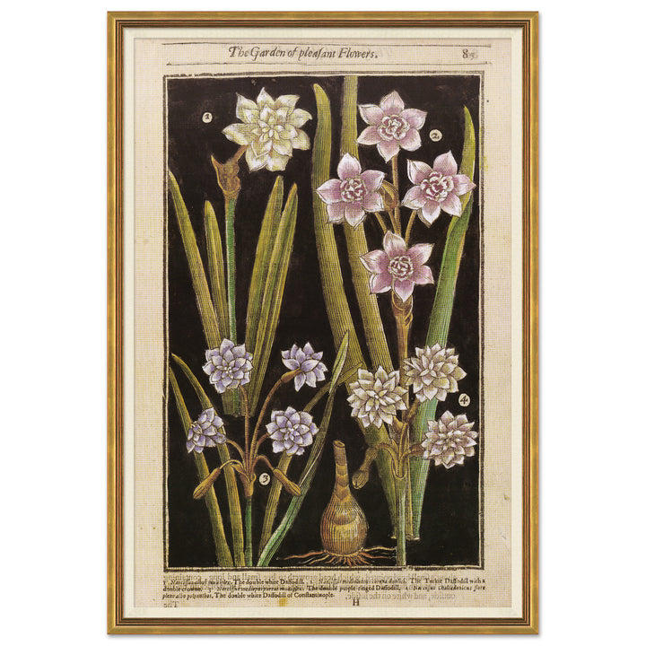 Botanicals 3 by Soicher Marin
