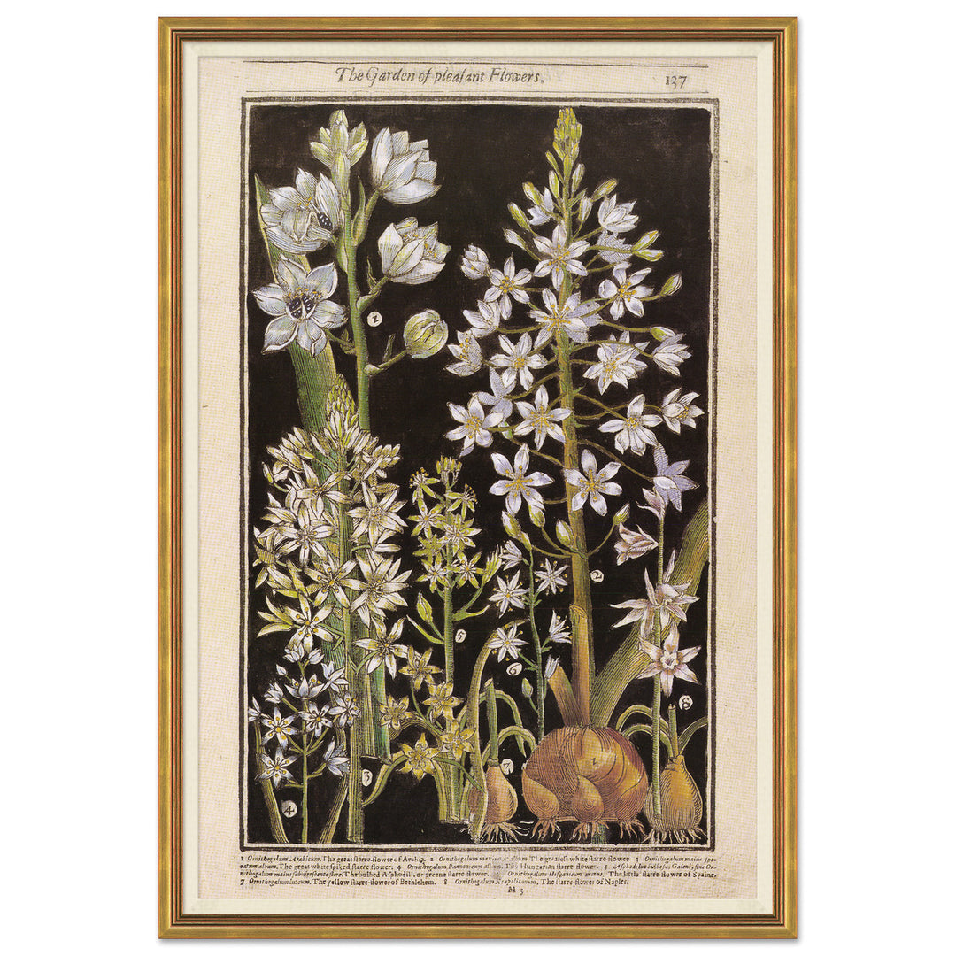 Botanicals 4 by Soicher Marin
