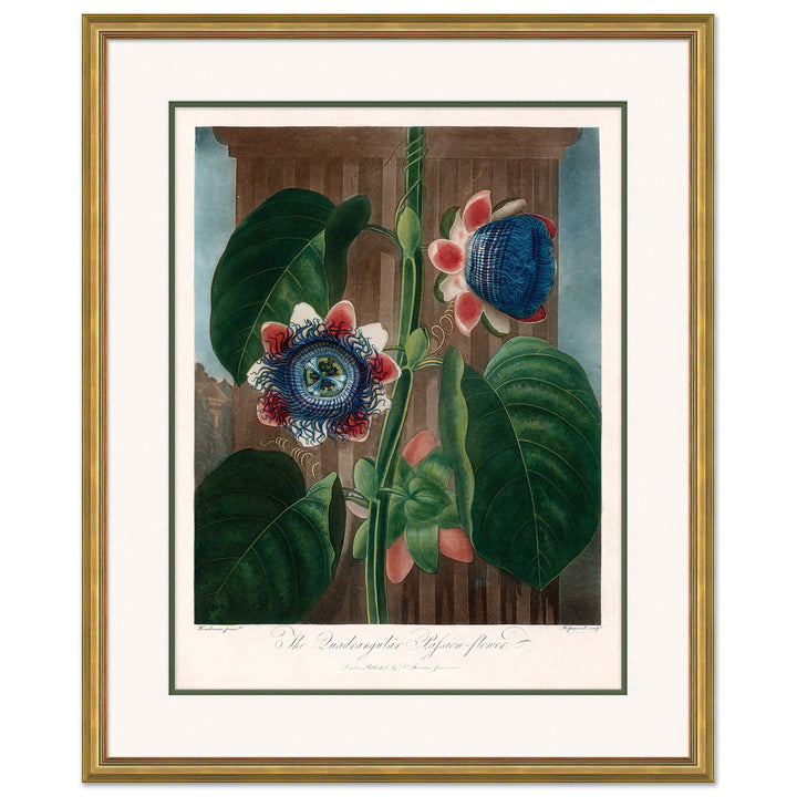 Thornton's Botanicals 5 by Soicher Marin