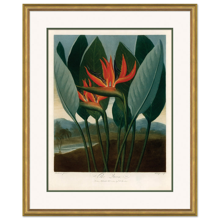 Thornton's Botanicals 6 by Soicher Marin