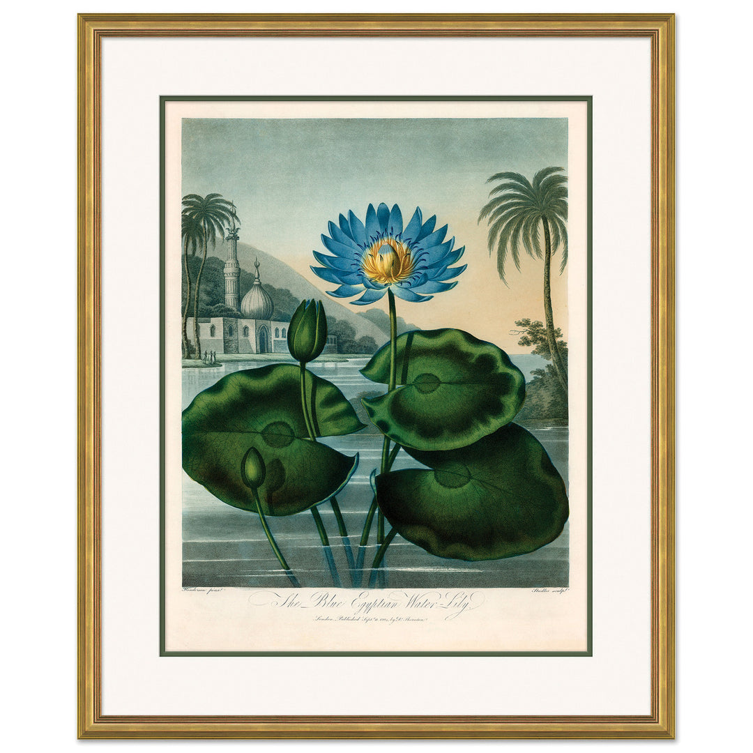 Thornton's Botanicals 1 by Soicher Marin
