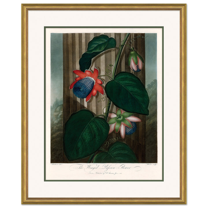 Thornton's Botanicals 2 by Soicher Marin