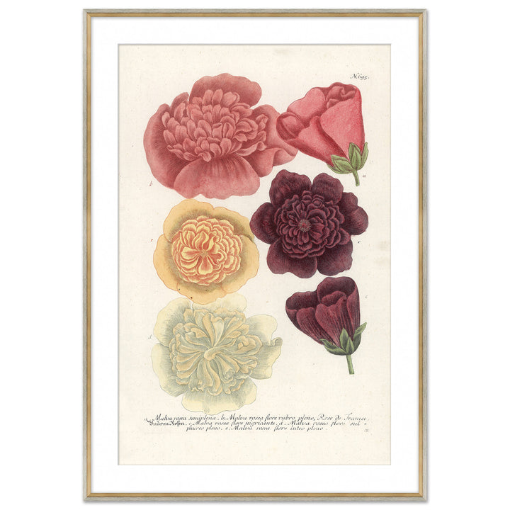 Botanicals 6 by Soicher Marin