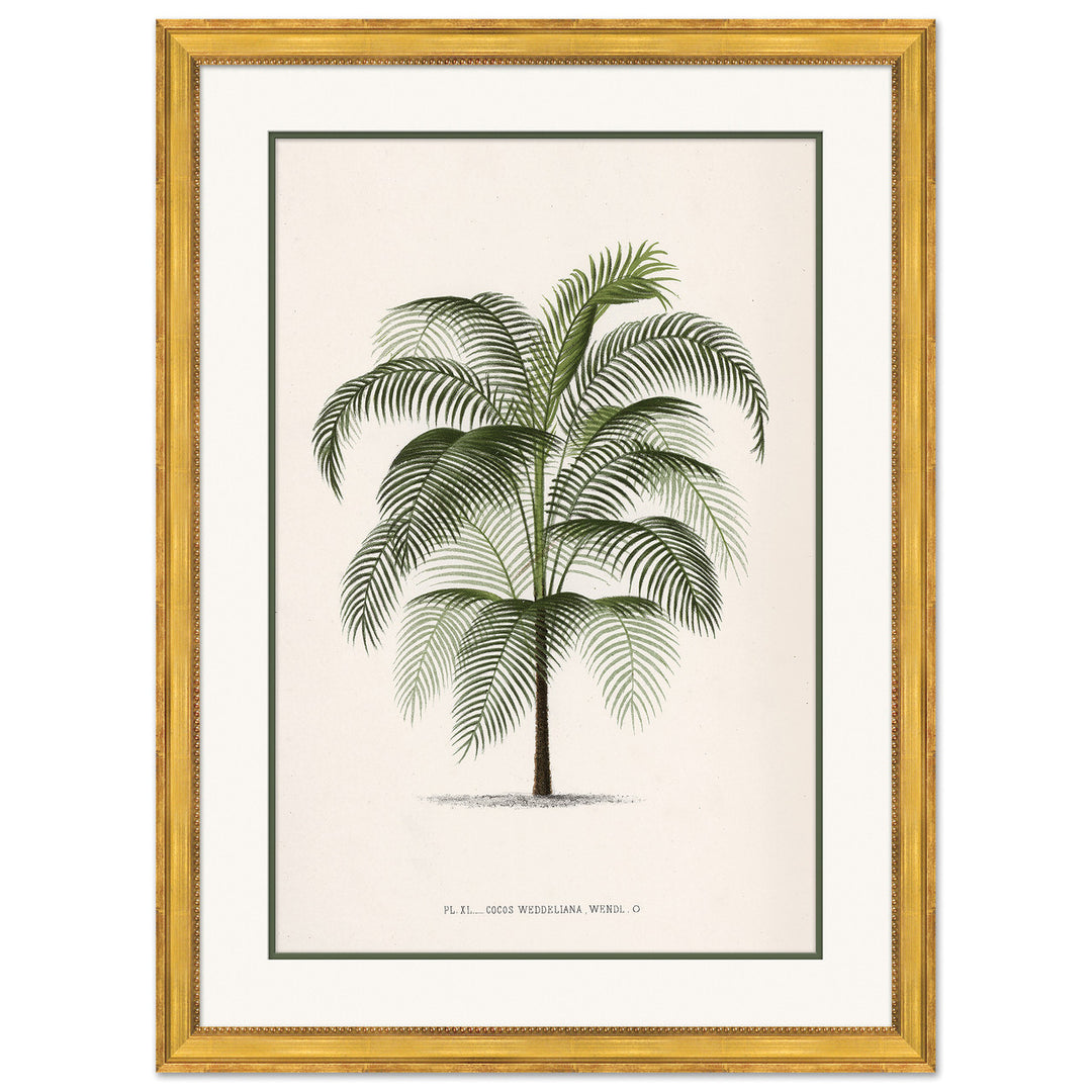 Palms by Soicher Marin