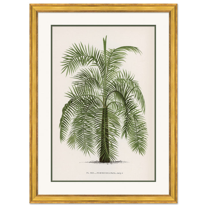 Palms 2 by Soicher Marin