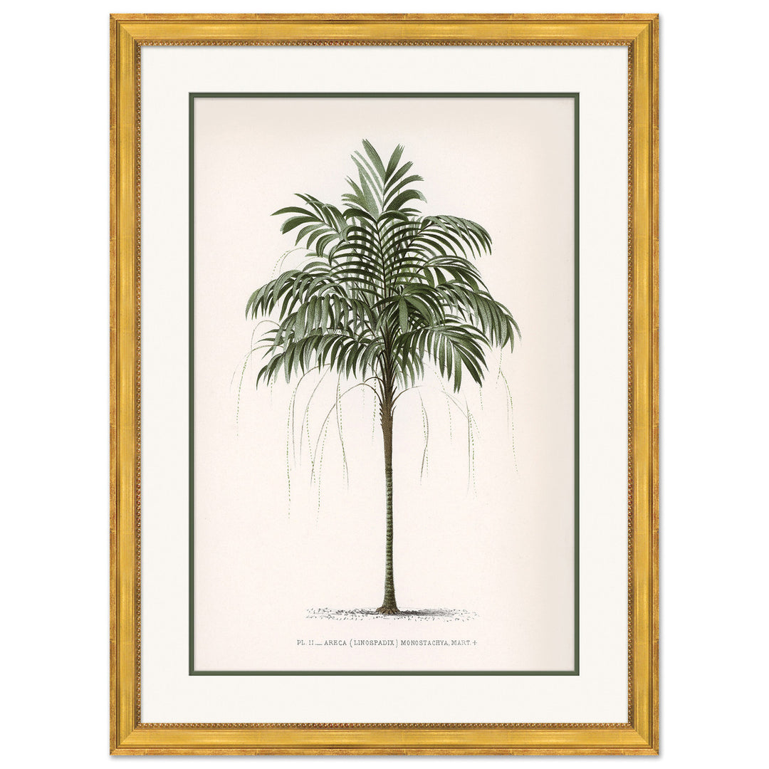 Palms 4 by Soicher Marin