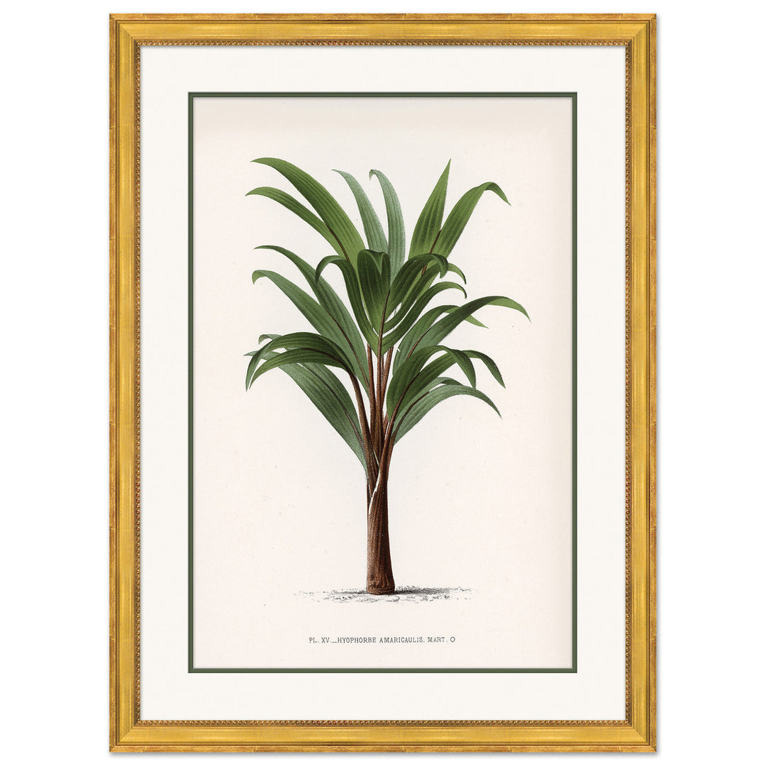 Palms 5 by Soicher Marin