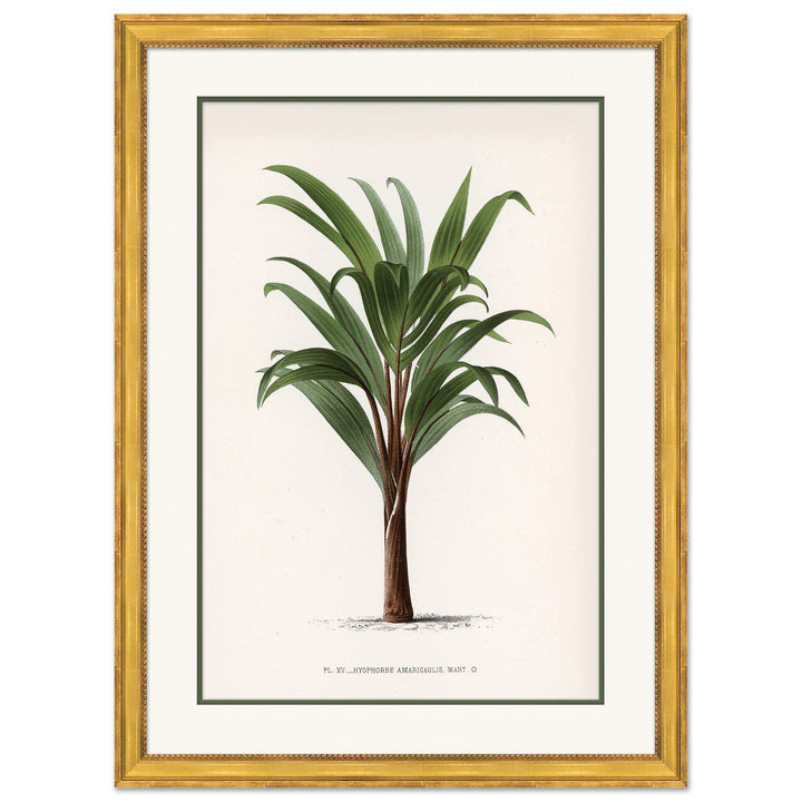 Palms 5 by Soicher Marin
