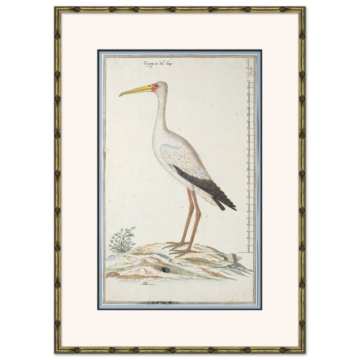 Bird Drawings, circa 1777 2 by Soicher Marin