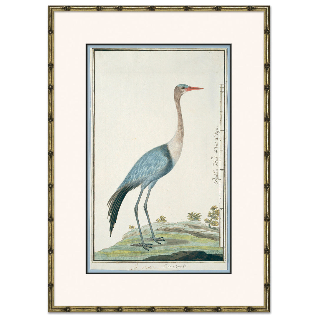 Bird Drawings, circa 1777 4 by Soicher Marin