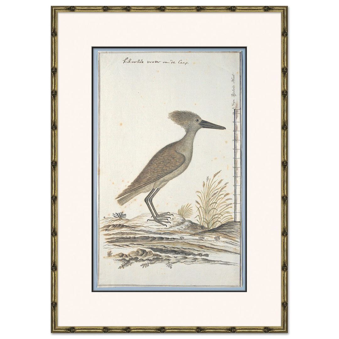 Bird Drawings, circa 1777 5 by Soicher Marin