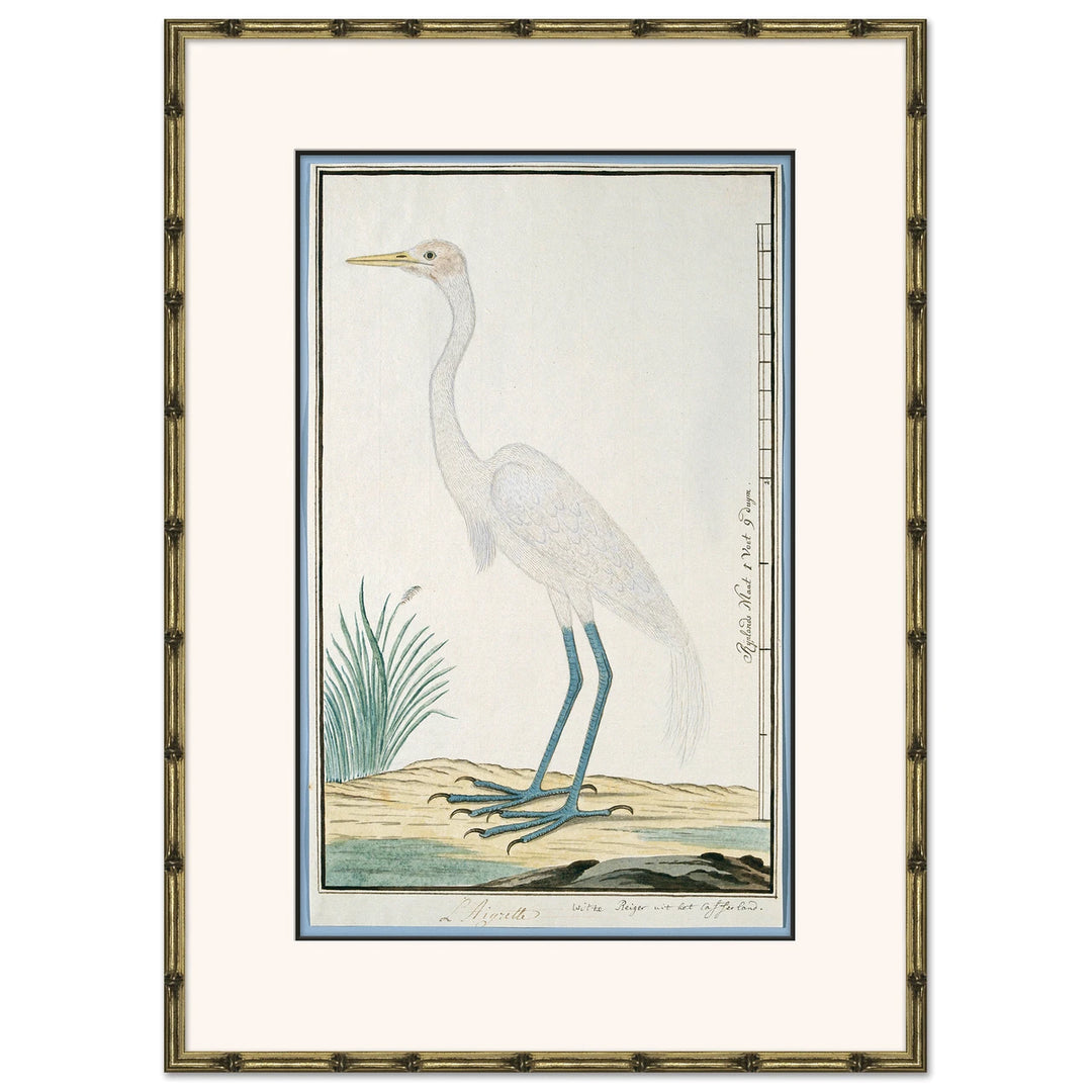 Bird Drawings, circa 1777 6 by Soicher Marin