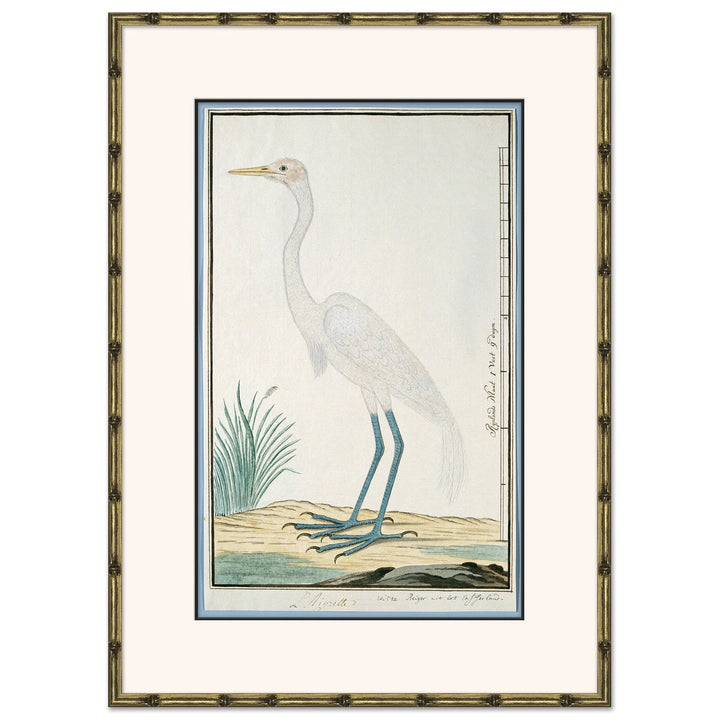 Bird Drawings, circa 1777 6 by Soicher Marin