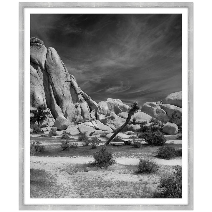 Joshua Tree 1 by Soicher Marin