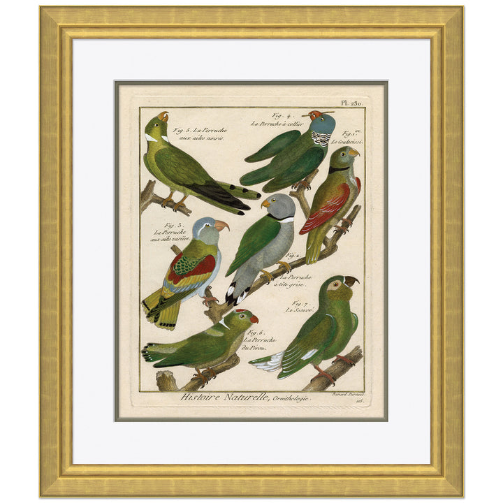 18th Century Parakeet Engravings 4 by Soicher Marin