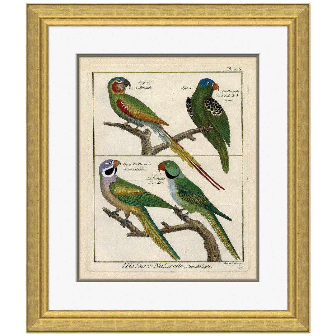 18th Century Parakeet Engravings 5 by Soicher Marin
