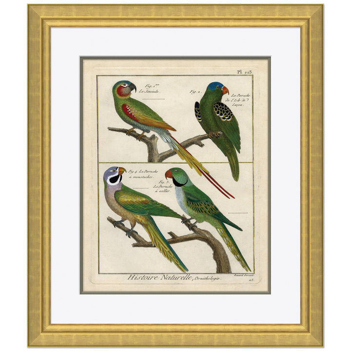 18th Century Parakeet Engravings 5 by Soicher Marin