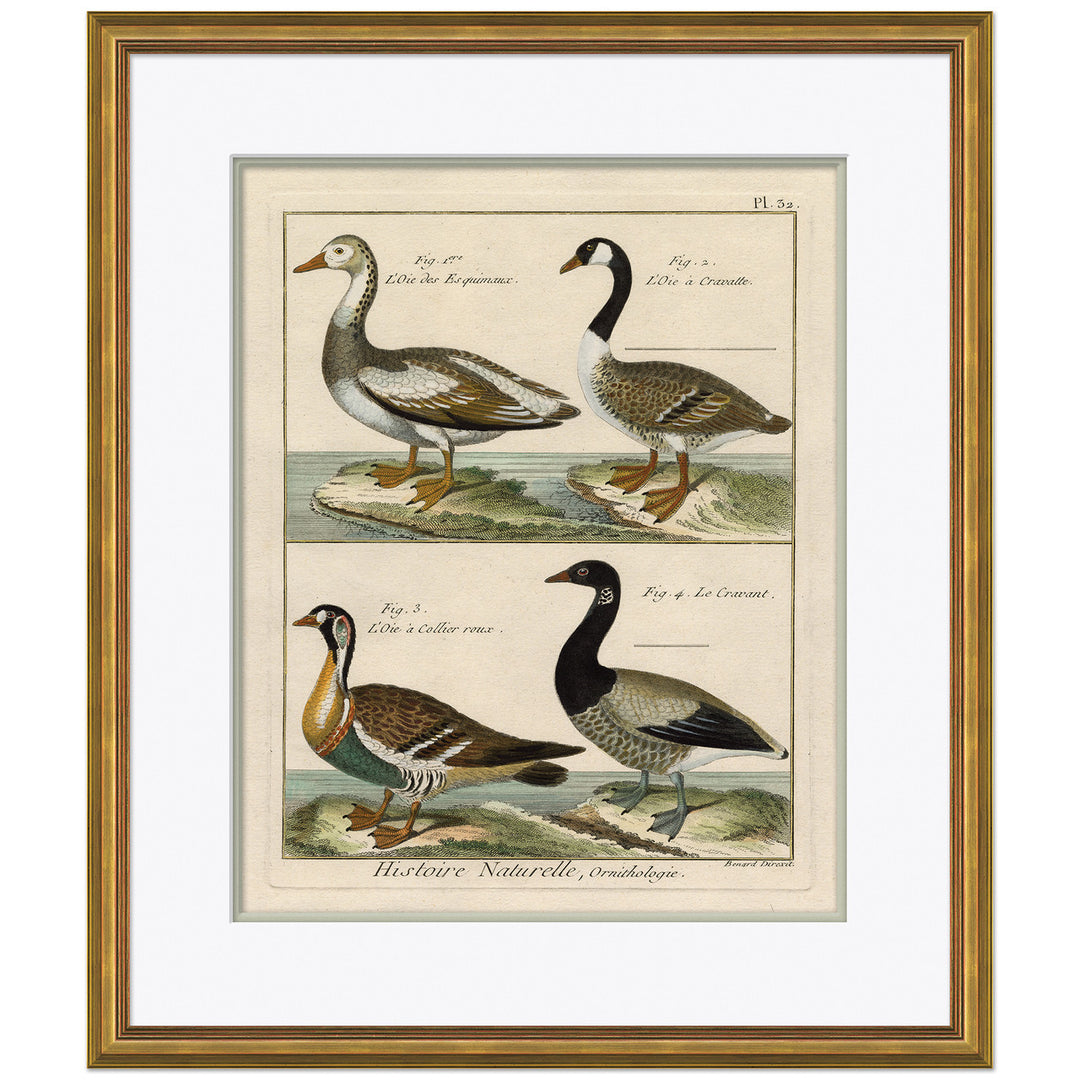 18th Century Parakeet Engravings 8 by Soicher Marin