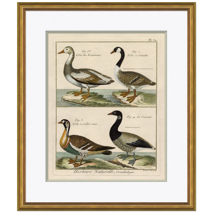 18th Century Parakeet Engravings 8 by Soicher Marin