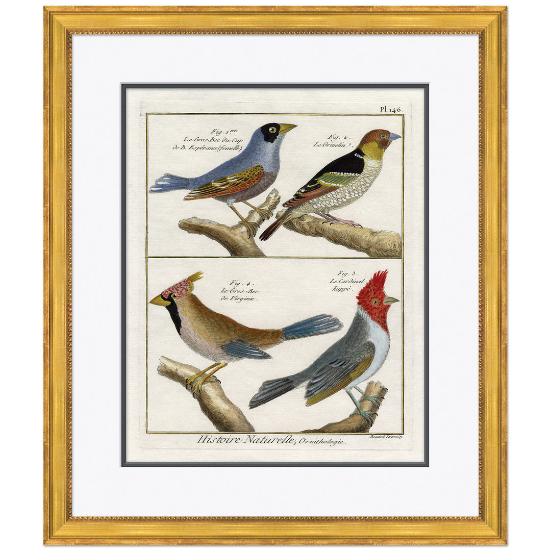 18th Century Parakeet Engravings 10 by Soicher Marin