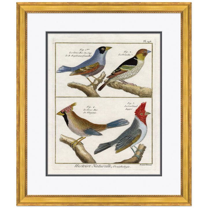 18th Century Parakeet Engravings 10 by Soicher Marin