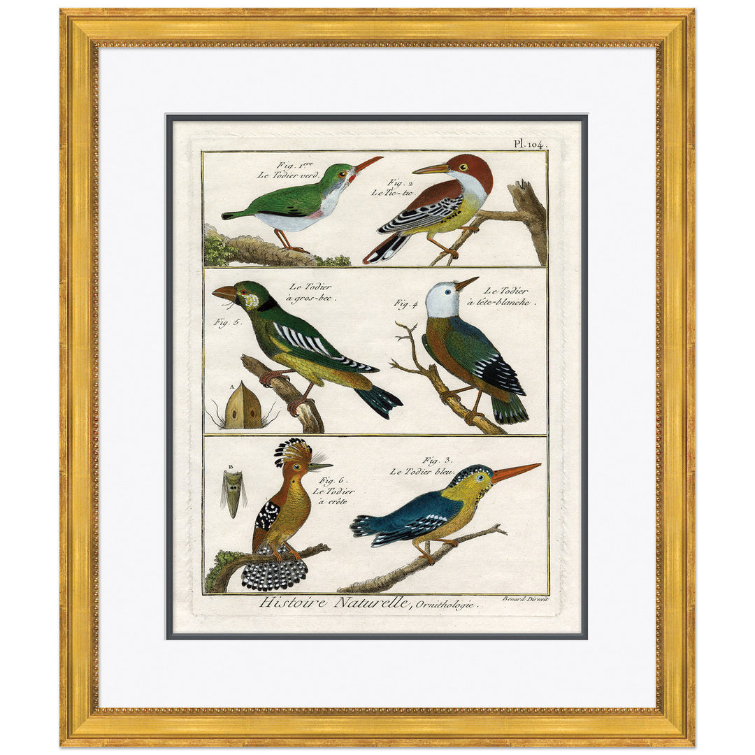 18th Century Parakeet Engravings by Soicher Marin
