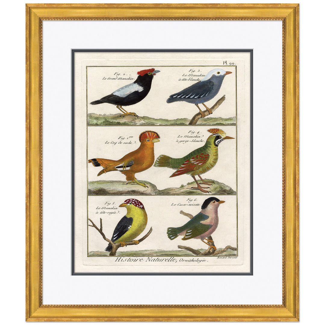 18th Century Parakeet Engravings 1 by Soicher Marin