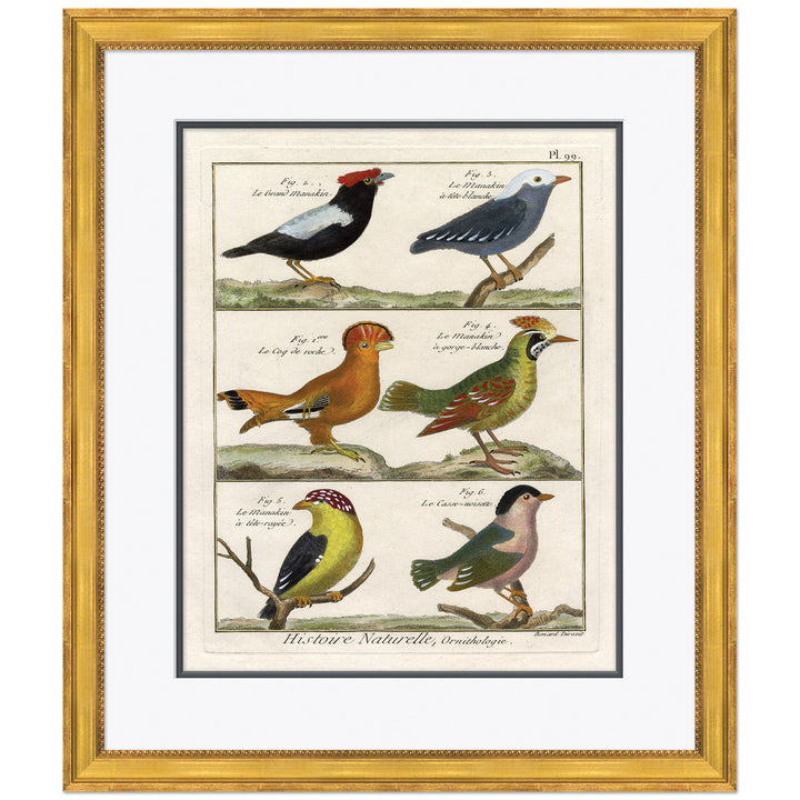 18th Century Parakeet Engravings 1 by Soicher Marin