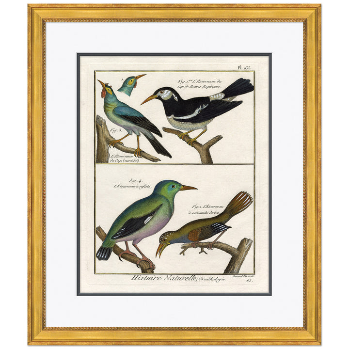 18th Century Parakeet Engravings 2 by Soicher Marin