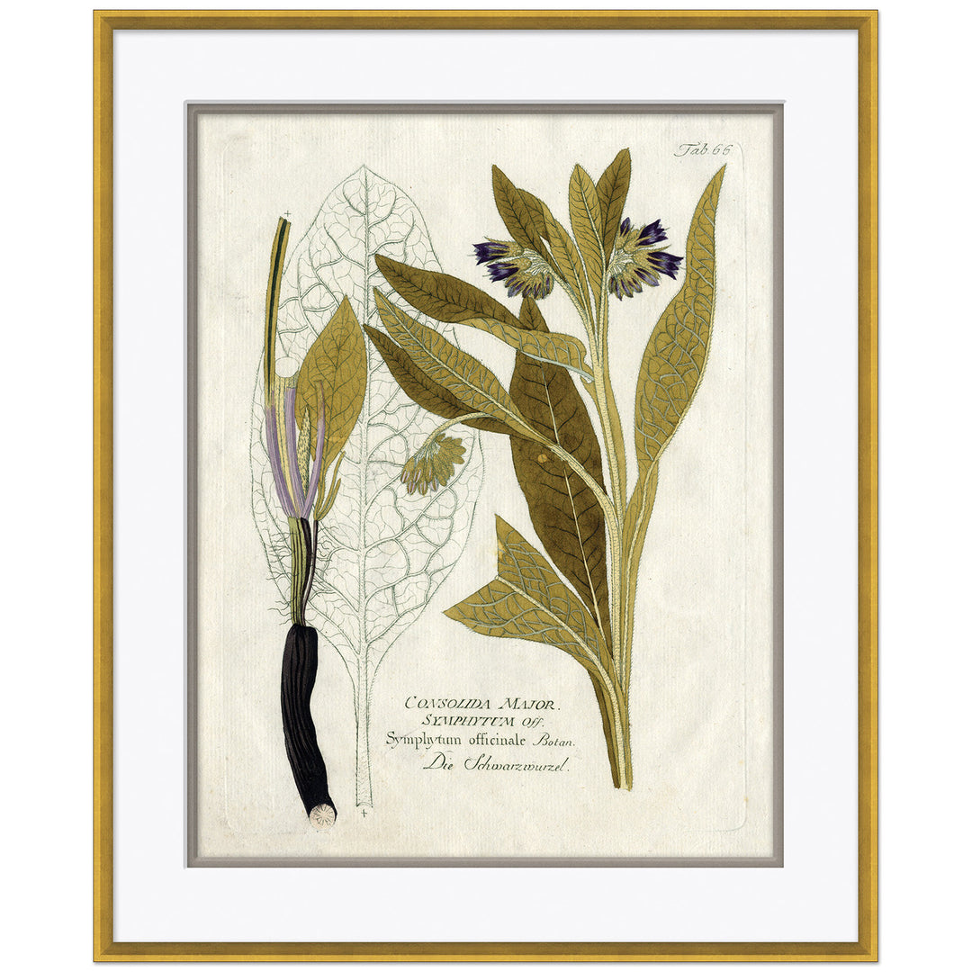 18th Century Botanical Engravings 1 by Soicher Marin