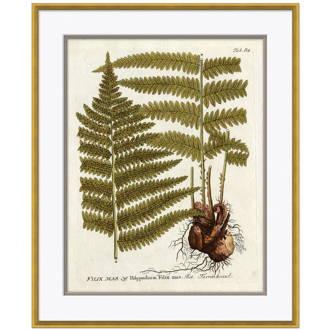 18th Century Botanical Engravings 2 by Soicher Marin