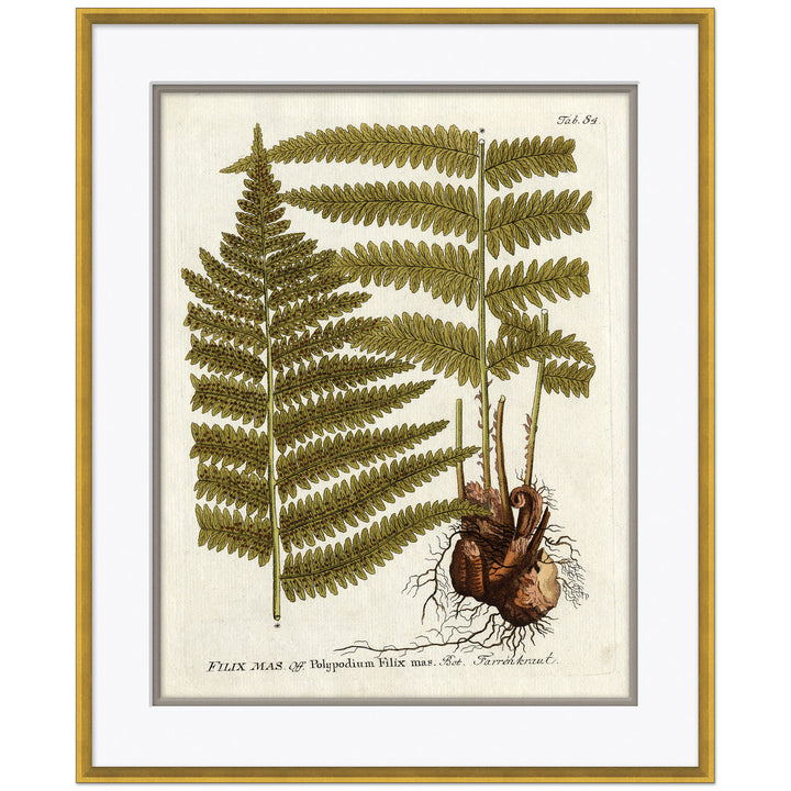 18th Century Botanical Engravings 2 by Soicher Marin