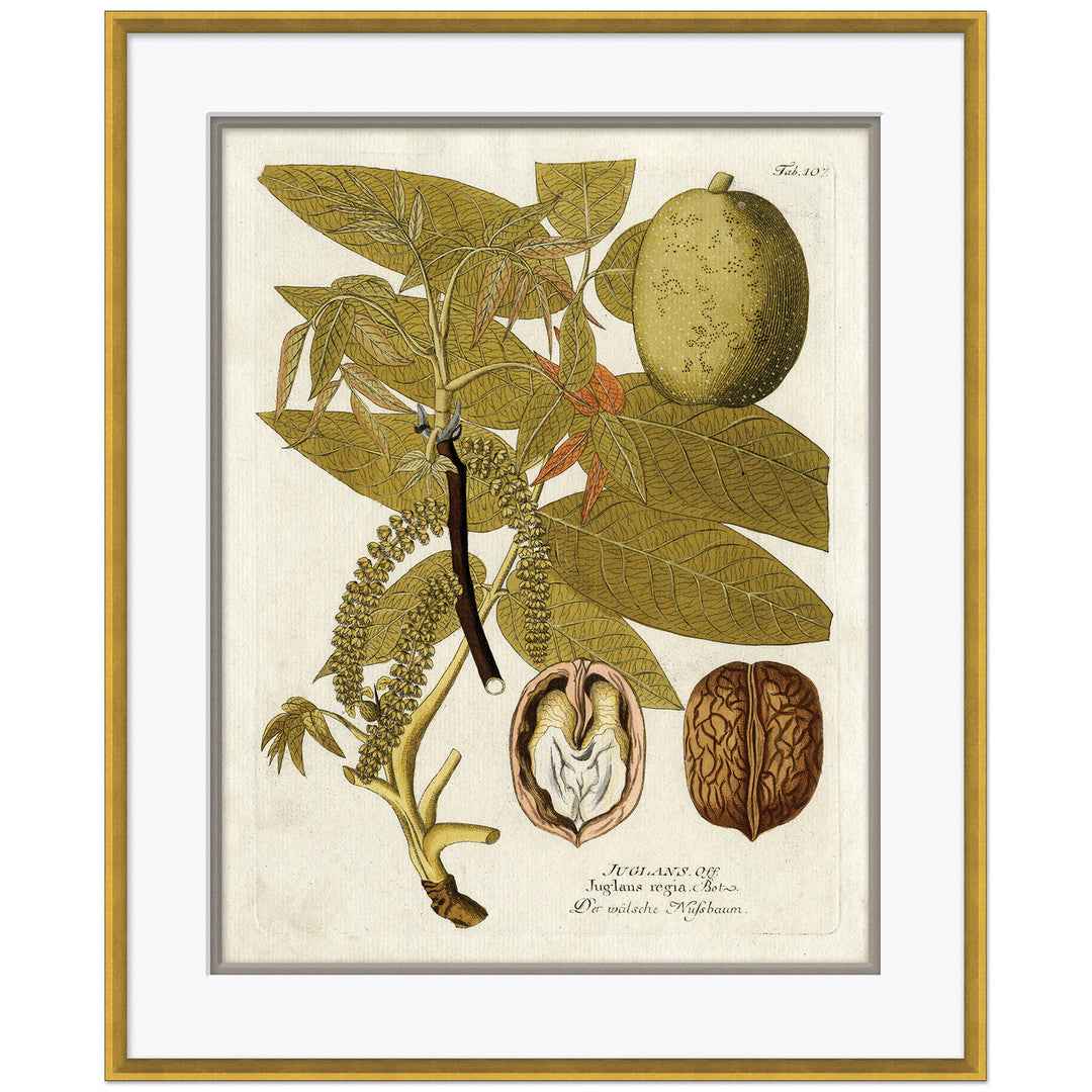 18th Century Botanical Engravings 3 by Soicher Marin