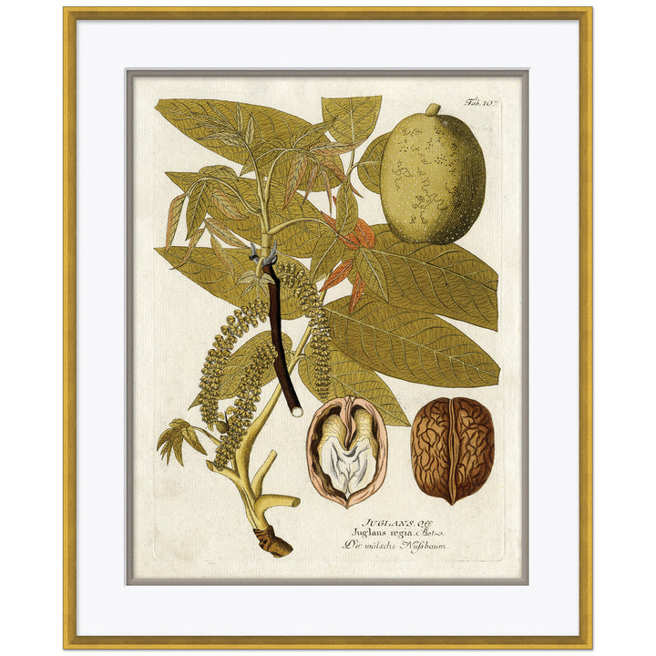 18th Century Botanical Engravings 3 by Soicher Marin