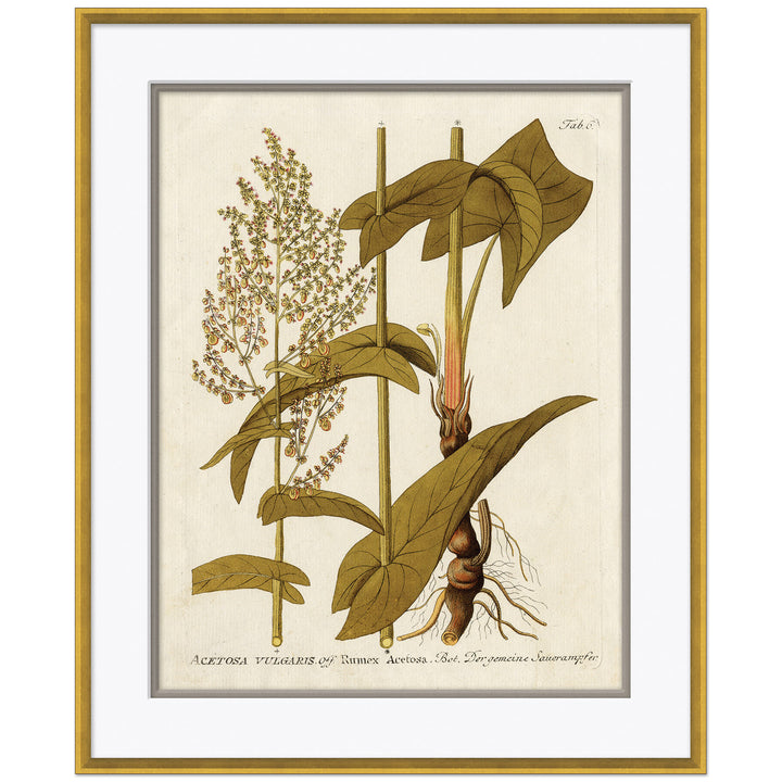 18th Century Botanical Engravings 4 by Soicher Marin