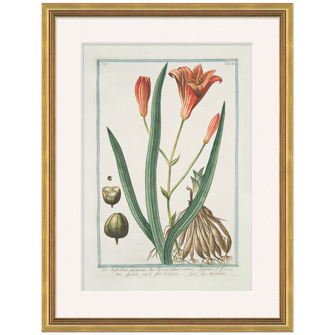 Hortus Romanus 1772-1793 9 by Soicher Marin