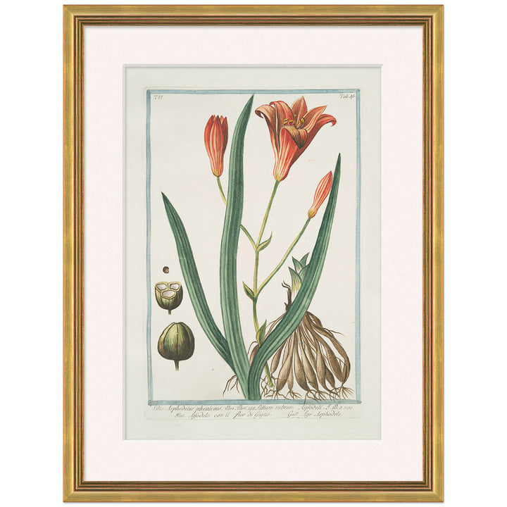 Hortus Romanus 1772-1793 9 by Soicher Marin