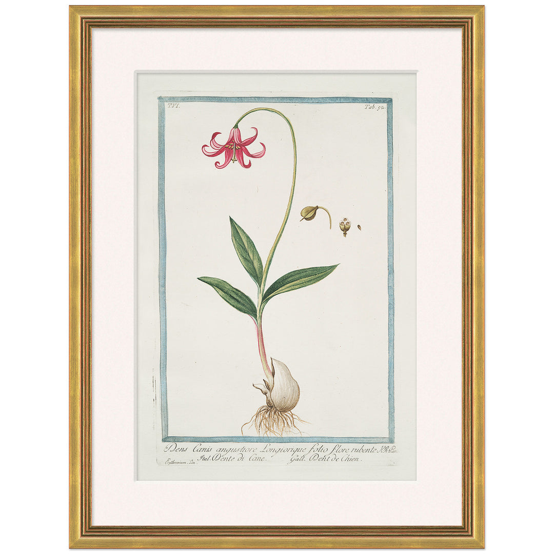 Hortus Romanus 1772-1793 15 by Soicher Marin