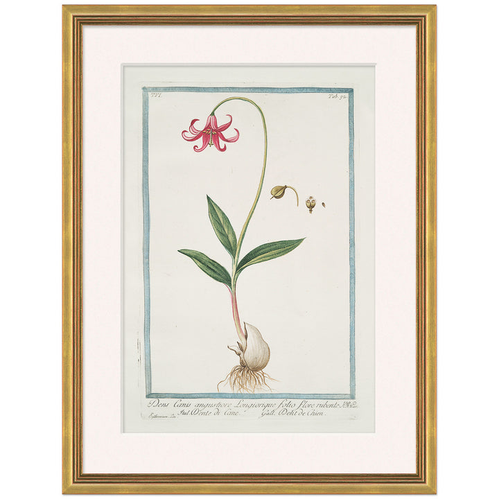 Hortus Romanus 1772-1793 15 by Soicher Marin