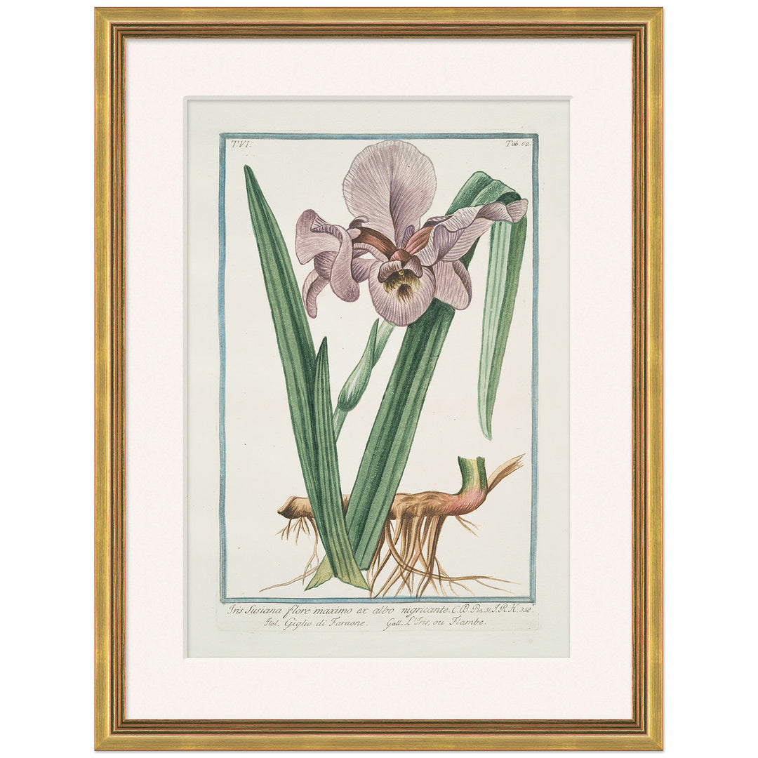 Hortus Romanus 1772-1793 10 by Soicher Marin