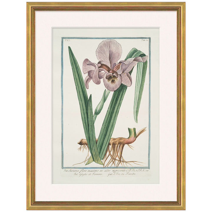 Hortus Romanus 1772-1793 10 by Soicher Marin
