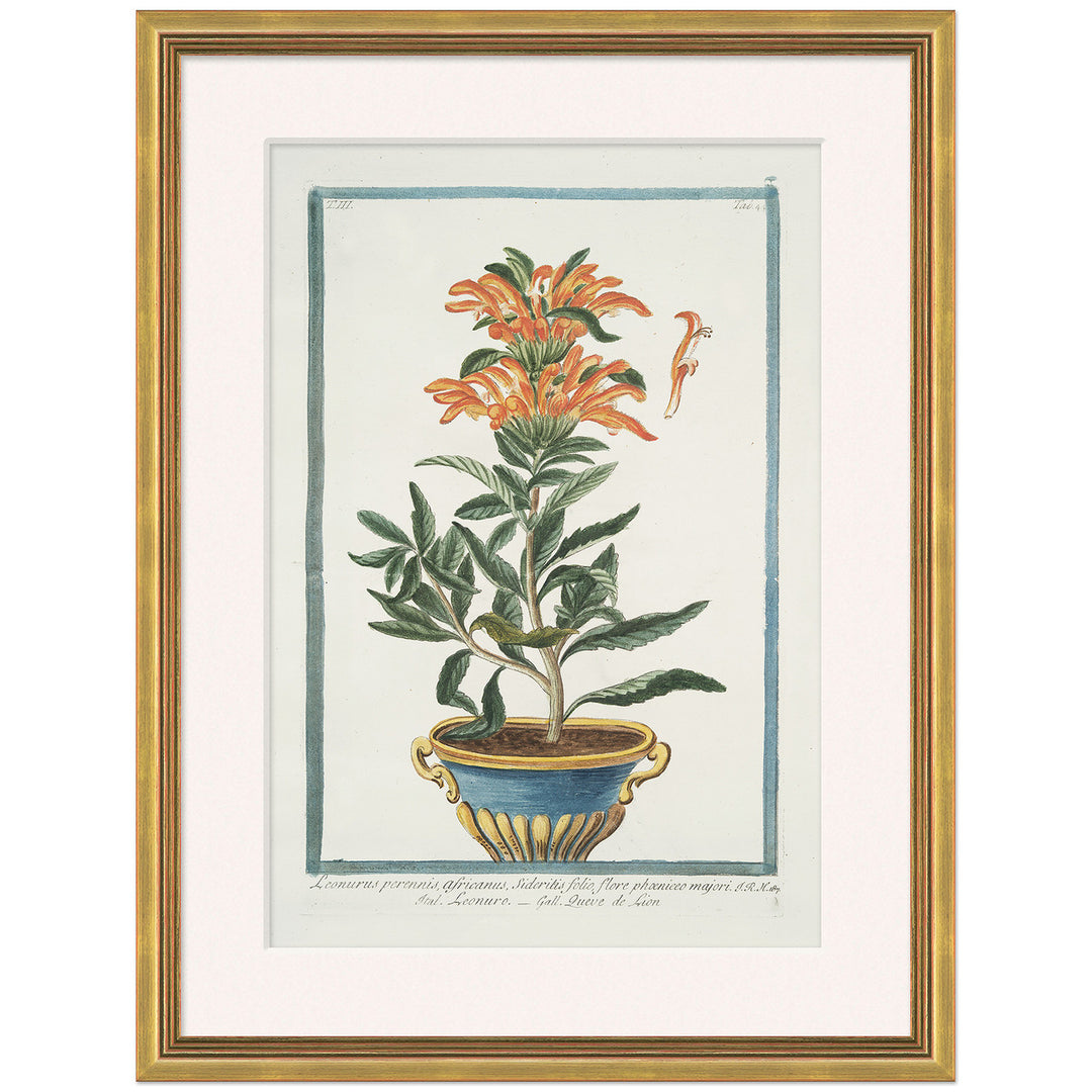 Hortus Romanus 1772-1793 16 by Soicher Marin
