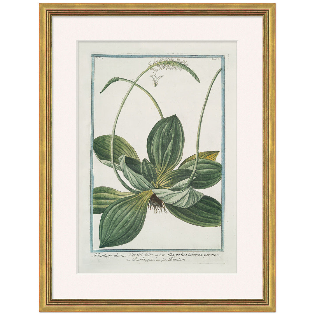 Hortus Romanus 1772-1793 21 by Soicher Marin