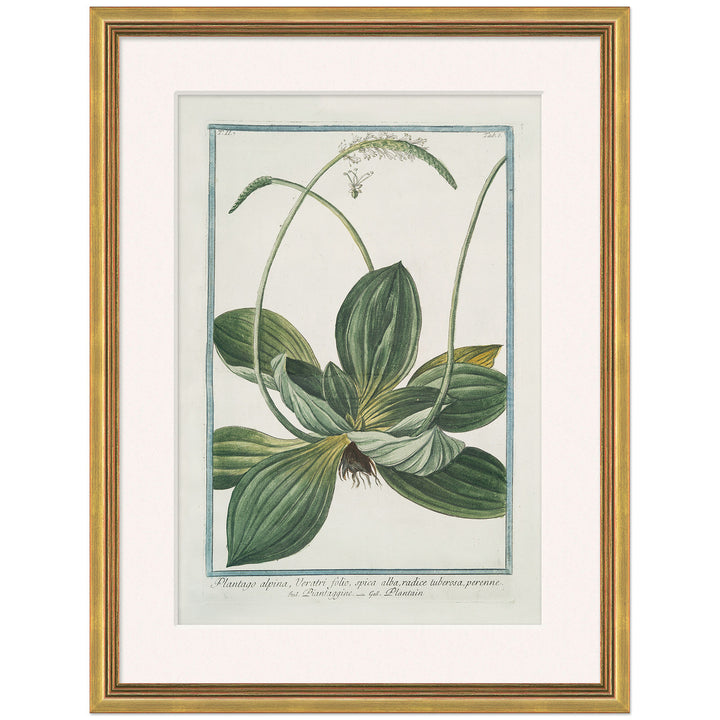 Hortus Romanus 1772-1793 21 by Soicher Marin