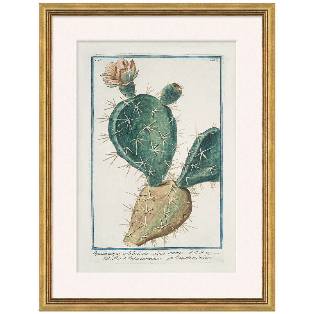 Hortus Romanus 1772-1793 34 by Soicher Marin