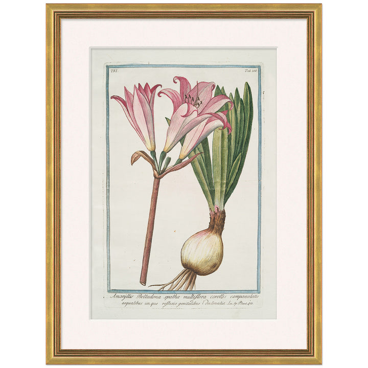 Hortus Romanus 1772-1793 12 by Soicher Marin