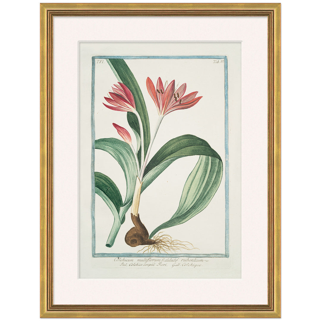 Hortus Romanus 1772-1793 24 by Soicher Marin