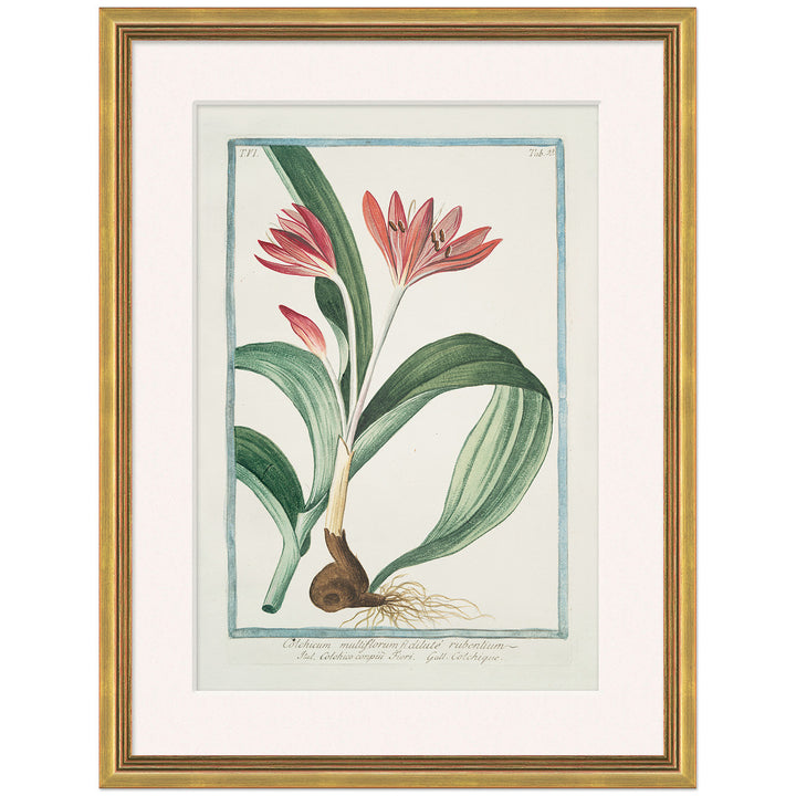 Hortus Romanus 1772-1793 24 by Soicher Marin